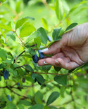 Haskap Berries Frozen