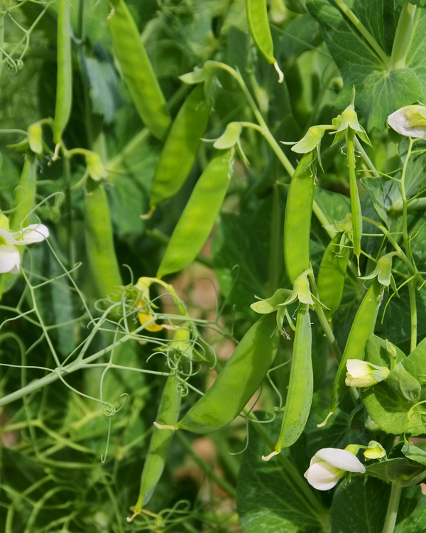 Snap Peas