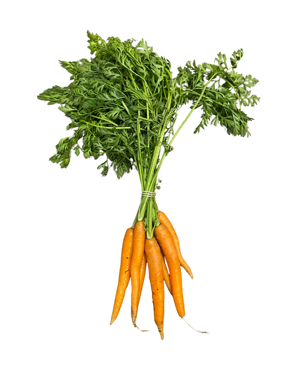 Carrot Bundle