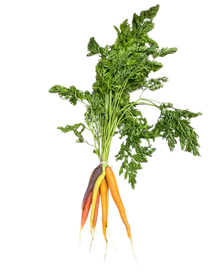 Rainbow Carrot Bunch