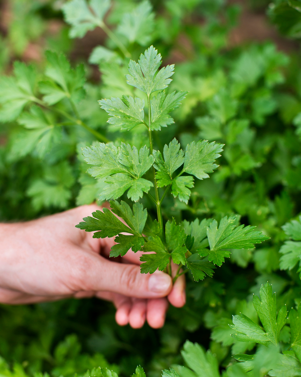 Parsley (Each)