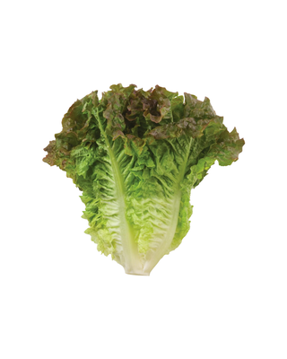 Salanova Lettuce Heads