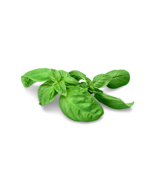 Basil