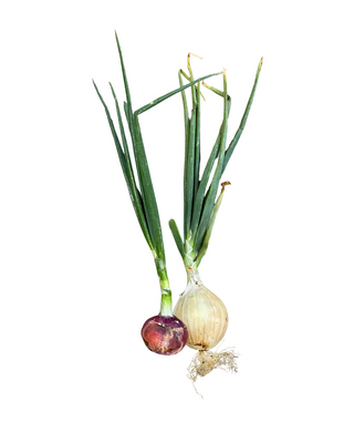 Red Onion