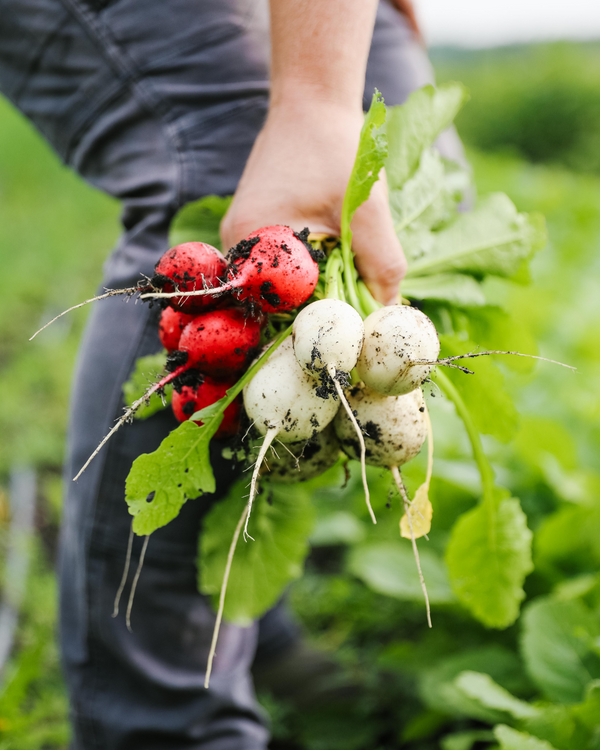 Radish Bunch