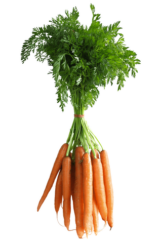 Carrots Bundle (Each) oak knoll