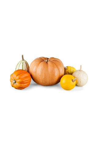 Gourds and Mini Pumpkin