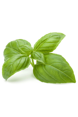 Fresh Basil